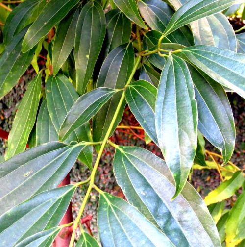 Bay Leaf Pure Essential Oil 3